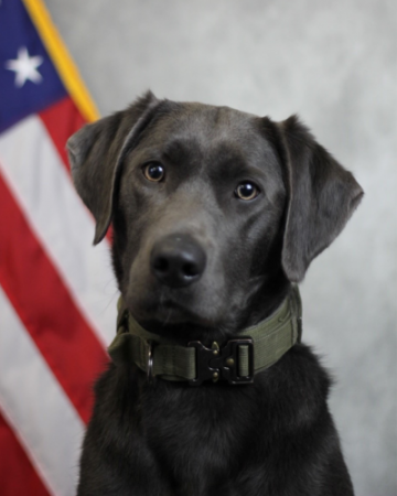 picture of luna the dog in front of a flag